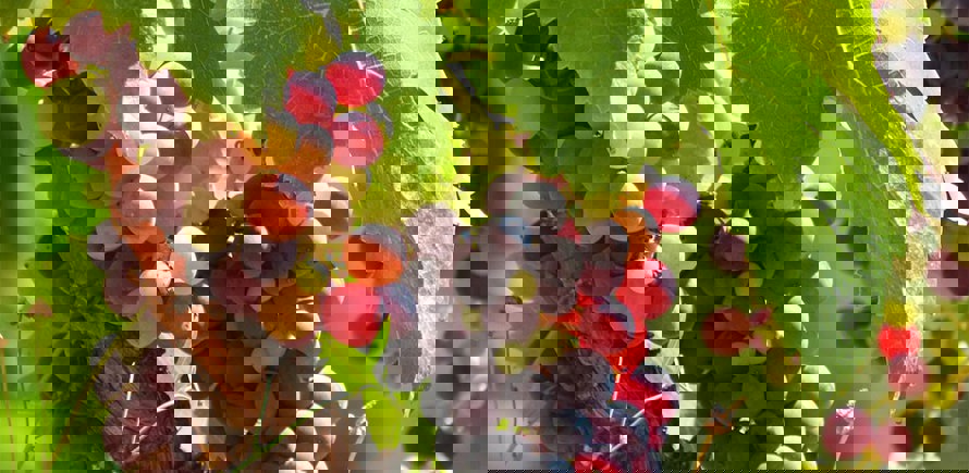 شجرة الفاكهة