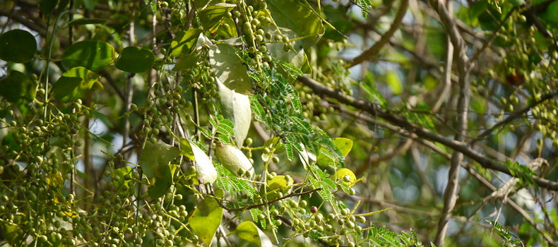 كيفية التخلص من رائحة الفم الكريهة بطرق طبيعية