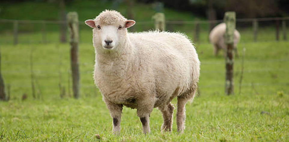 التبرّع بالعقيقة