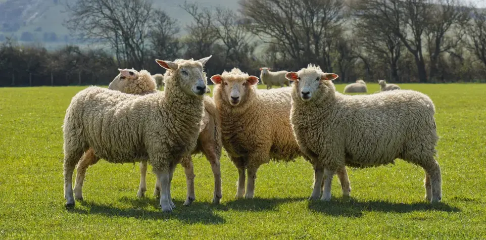 متى تُذبح العقيقة؟