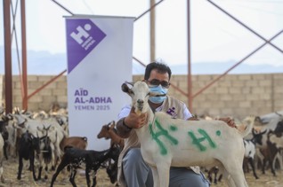 أضاحي اليمن - سهم غنم