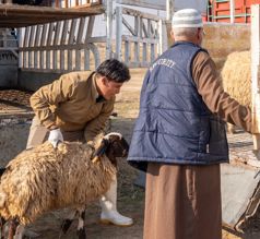تربية الأغنام في العراق
