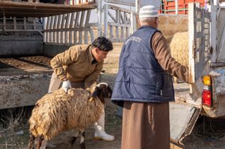 تربية الأغنام في العراق