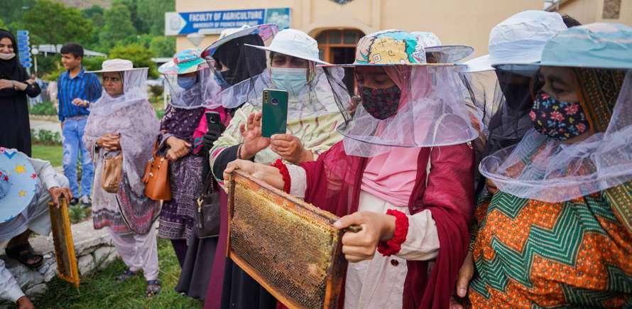  نحل العسل في العراق