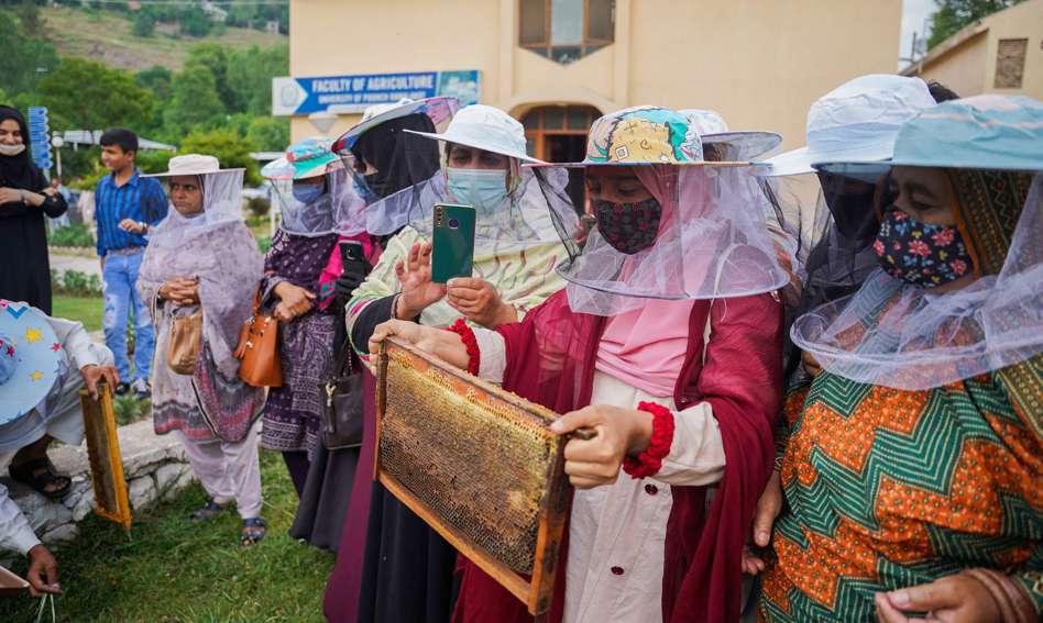 نحل العسل في العراق