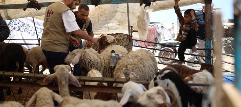 التقسيم الشرعي للأضحية 