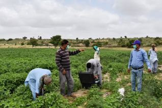 سبل العيش للاجئي الروهينجا