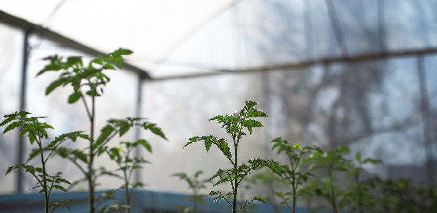 الصوبات الزراعية