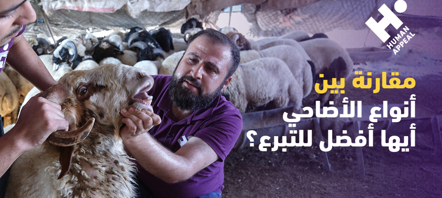 مقارنة بين أنواع الأضاحي: أيها أفضل للتبرع؟