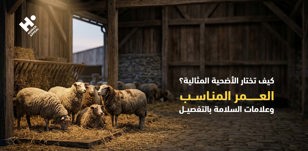 كيف تختار الأضحية المثالية؟ العمر المناسب وعلامات السلامة بالتفصيل