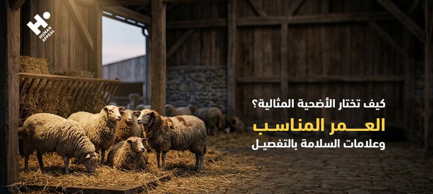 كيف تختار الأضحية المثالية؟ العمر المناسب وعلامات السلامة بالتفصيل
