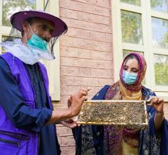 نحل العسل في باكستان