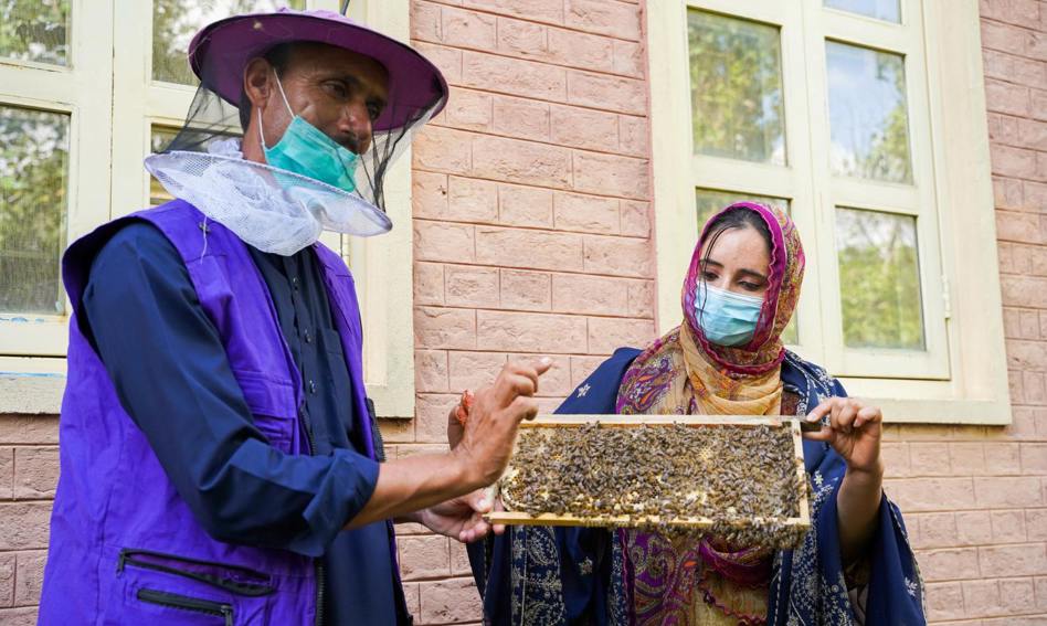نحل العسل في باكستان