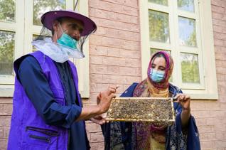 نحل العسل في باكستان