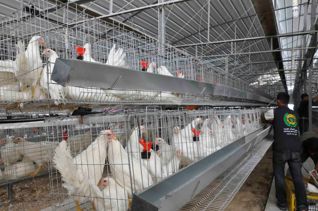 مزرعة الدواجن في السودان