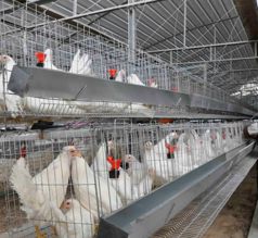 مزرعة الدواجن في السودان