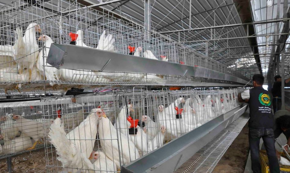 مزرعة الدواجن في السودان