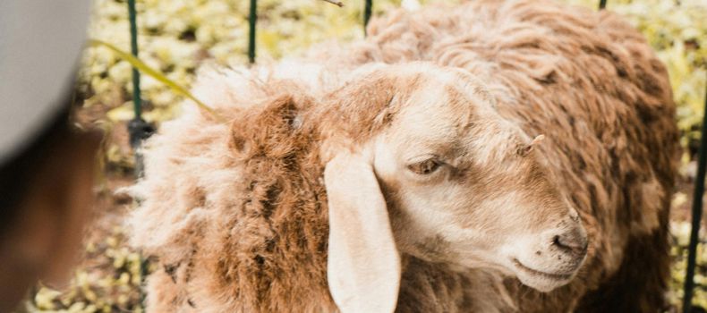 متى تجب العقيقة وشروطها للمولود؟