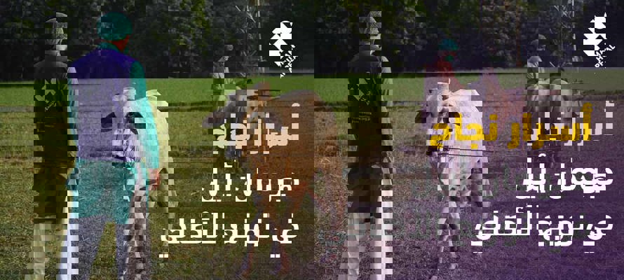 أسرار نجاح هيومان أبيل في توزيع الأضاحي