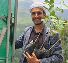 شجر قهوة في اليمن