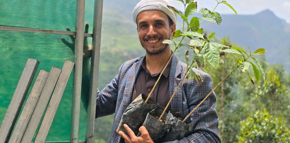 شجر قهوة في اليمن