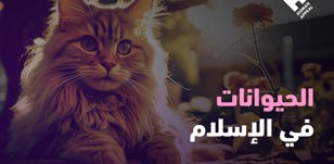 تكريم الحيوانات في الإسلام