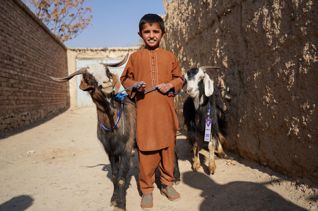 زوج من الماعز الحلوب