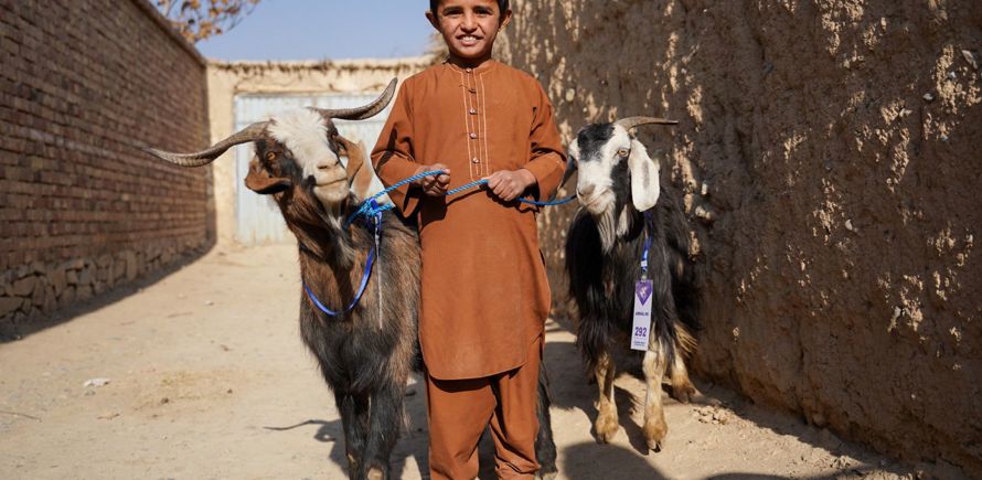 زوج من الماعز الحلوب