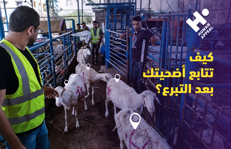 كيف تتابع أضحيتك بعد التبرع؟